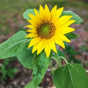 sunflower, beautiful flowers, flower wallpaper-8737324.jpg